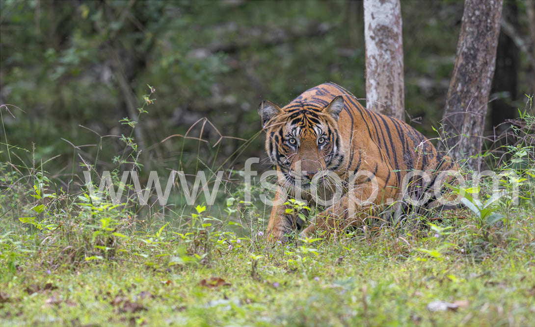 Tiger in an Indian Jungle - WATERMARKS will not appear on finished products