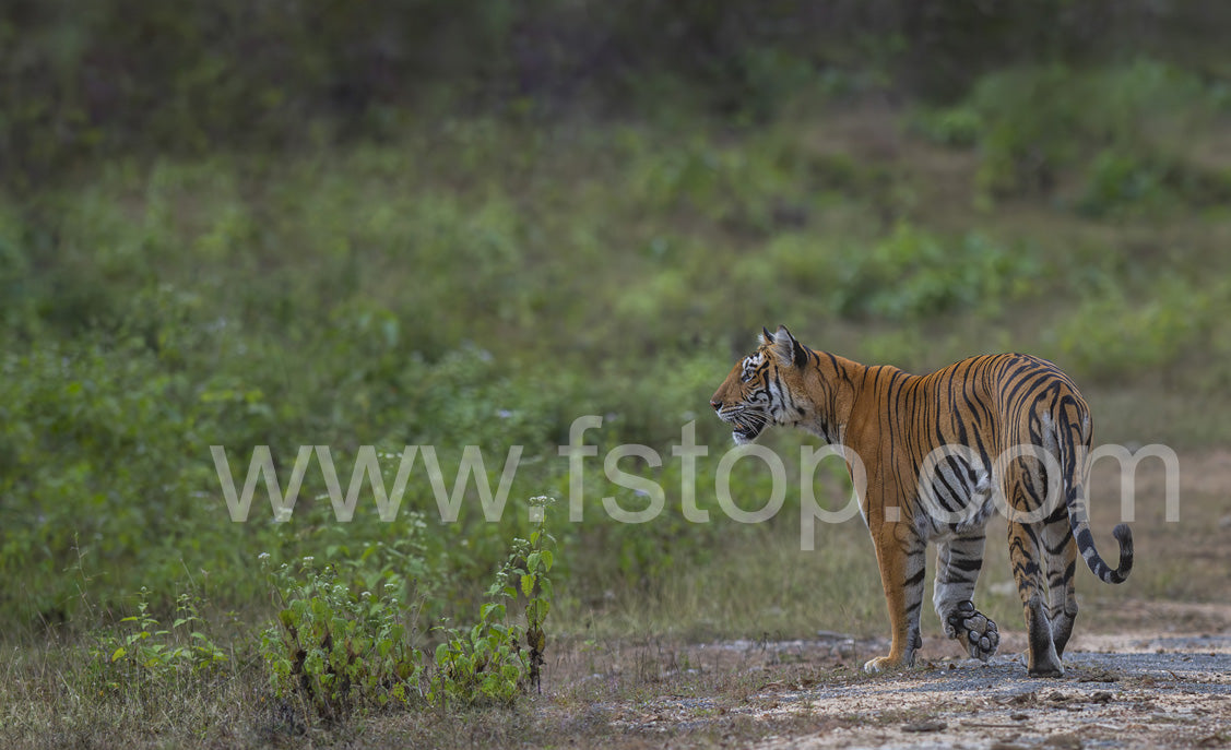 Tiger on the Move (Canvas Print) - WATERMARKS will not appear on finished products