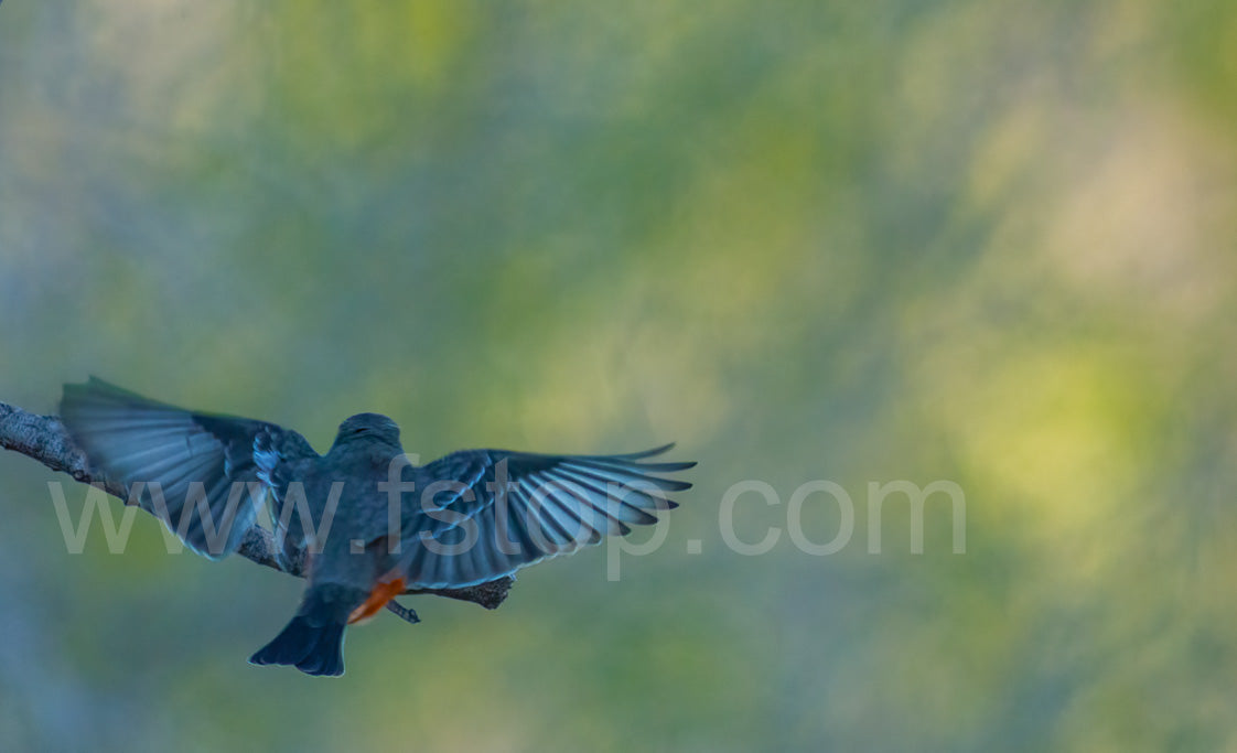 Vermilion flycatcher - WATERMARKS will not appear on finished products