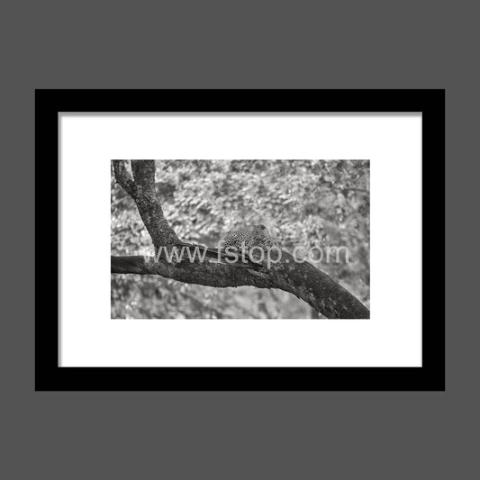 Vigilant Leopard (Monochrome) - WATERMARKS will not appear on finished products