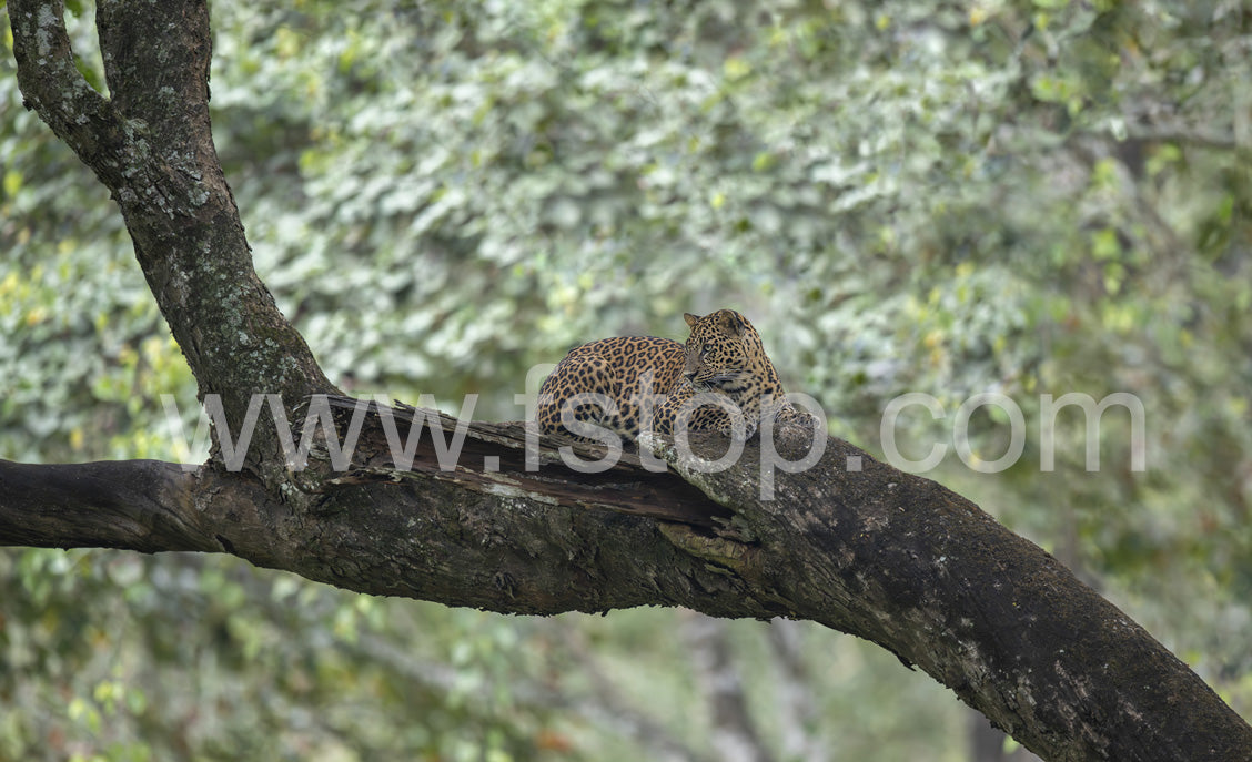 Vigilant Leopard (Canvas Print) - WATERMARKS will not appear on finished products