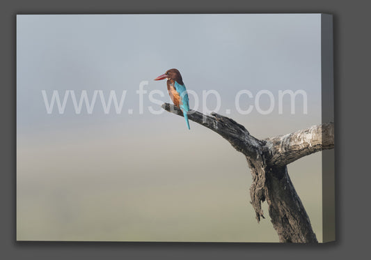 White-throated Kingfisher (Canvas Print) - WATERMARKS will not appear on finished products