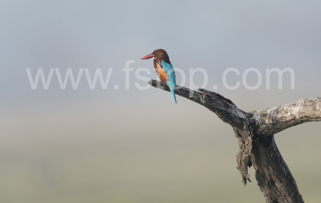 White-throated Kingfisher (Canvas Print) - WATERMARKS will not appear on finished products