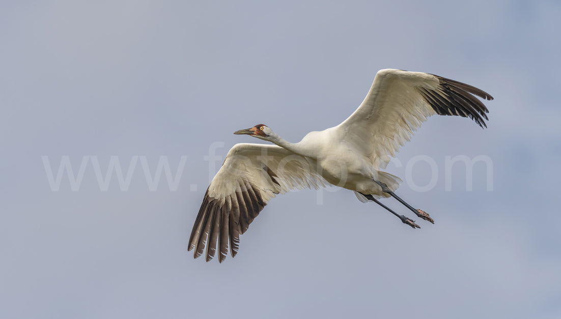 Whooping crane