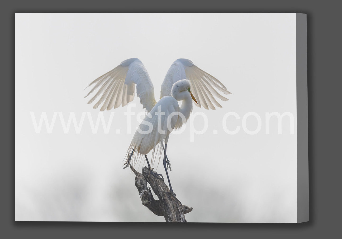 Won't You Take Me with You (Canvas Print) - WATERMARKS will not appear on finished products