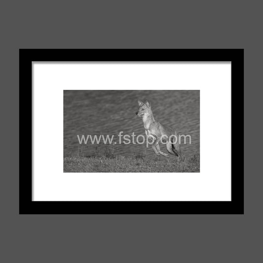Dhole Near a Lake (Monochrome) - WATERMARKS will not appear on finished products