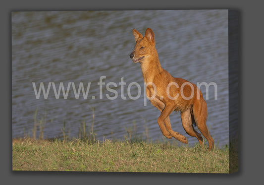Dhole Near a Lake (Canvas Print) - WATERMARKS will not appear on finished products
