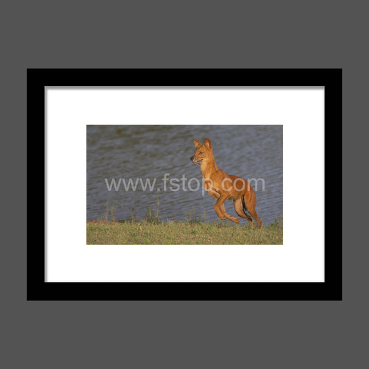 Dhole Near a Lake - WATERMARKS will not appear on finished products