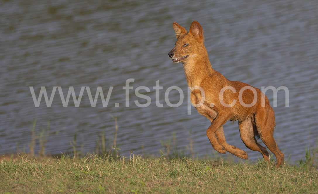 Dhole Near a Lake - WATERMARKS will not appear on finished products