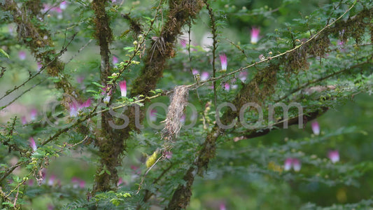 Common tody-flycatcher